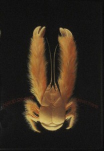 Sam Leach - Hirsuta (Yeti Crab) 2007